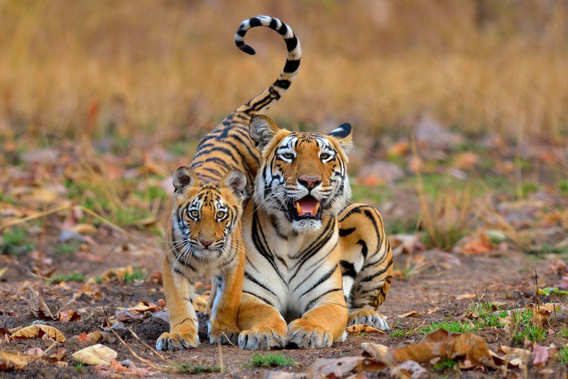 Image: Nilanjan Chatterjee/British Ecological Society